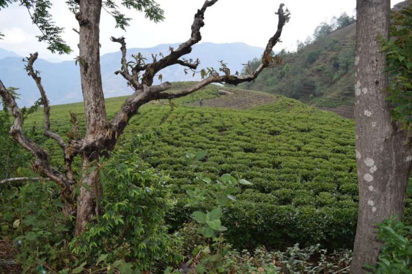 A view of Everest Tea Estate at located 42 km of Kathmandu.