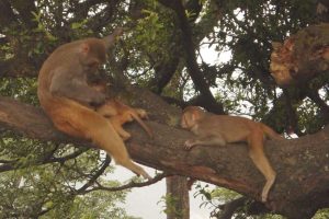 20160918115552_monkeys