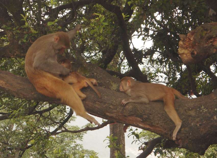 20160918115552_monkeys