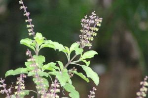 20170704102137_Tulsi_or_Tulasi_Holy_basil