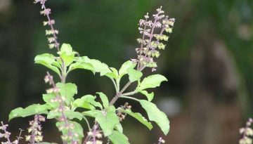 20170704102137_Tulsi_or_Tulasi_Holy_basil