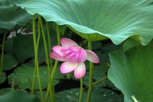 A lotus flower grows on the historical Kamal Pokhari (Lotus Pond), a serene pond filled with lotus flowers at Bode in Bhaktapur.