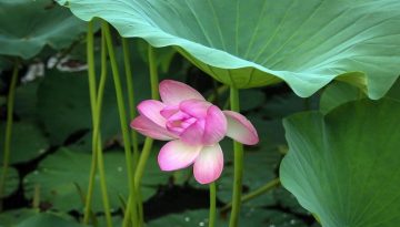 A lotus flower grows on the historical Kamal Pokhari (Lotus Pond), a serene pond filled with lotus flowers at Bode in Bhaktapur.