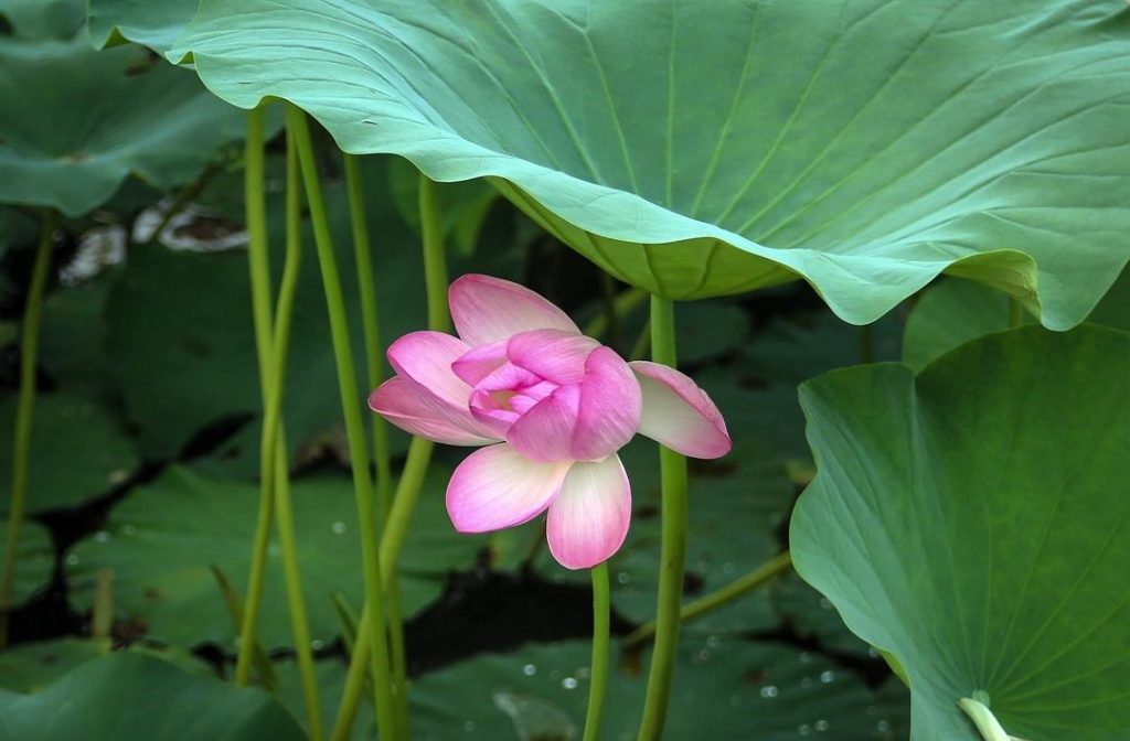 A lotus flower grows on the historical Kamal Pokhari (Lotus Pond), a serene pond filled with lotus flowers at Bode in Bhaktapur.