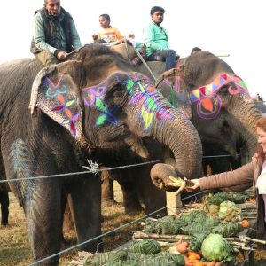 18th Chitwan Elephant and Tourism Festival