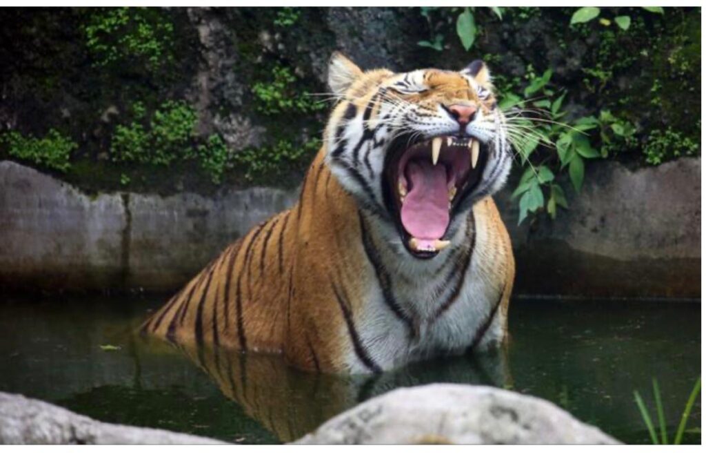 Nepal Celebrates International Tiger Day