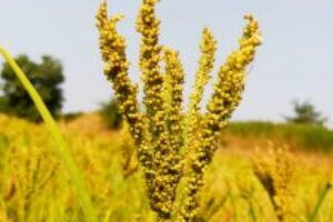 Millet-plant-seeds-178095-pixahive