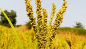 Millet-plant-seeds-178095-pixahive