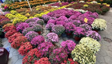 c86a6450-0335-4617-893c-9ee181e5cfb4