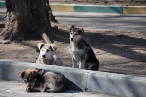 Stray_dogs-pups
