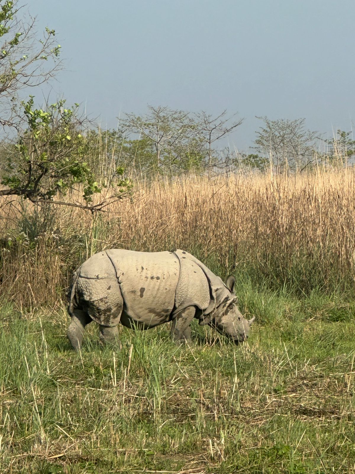 A one horned rhinoceros grazes quietly on fresh grass inside the lush expanse of Chitwan National Park