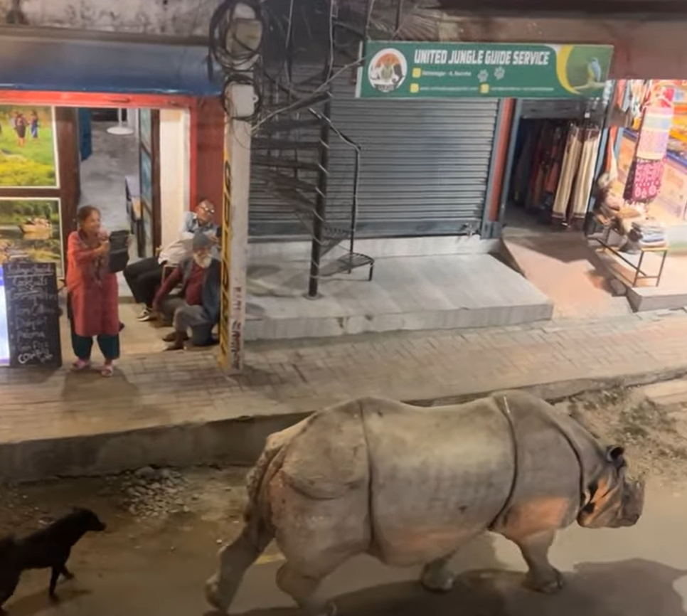 Viral video on internet of Meghauli one horned Rhino photo source: Internet