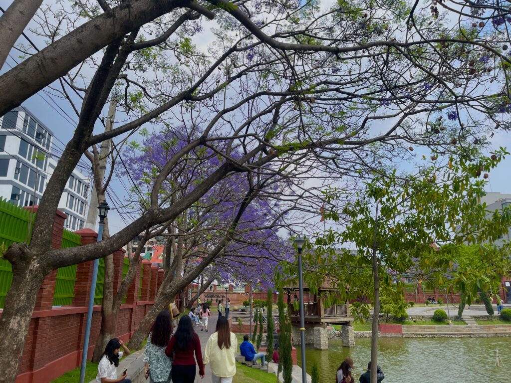 jacaranda1
