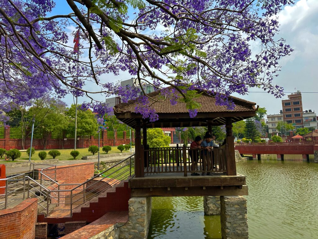 jacaranda2