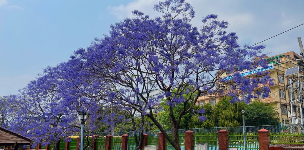 jacaranda3 scaled e1777295700547