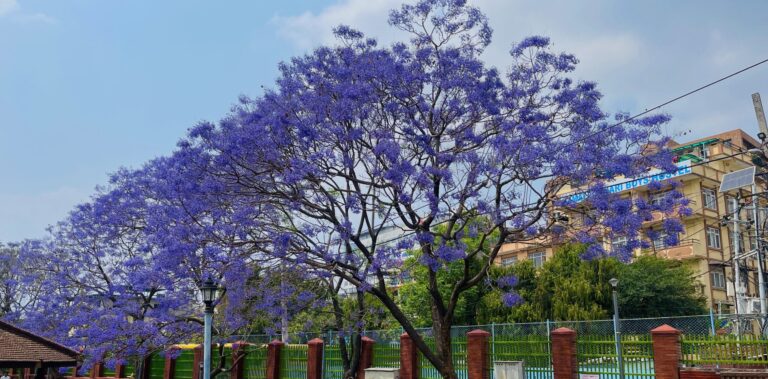 jacaranda3 scaled e1777295700547