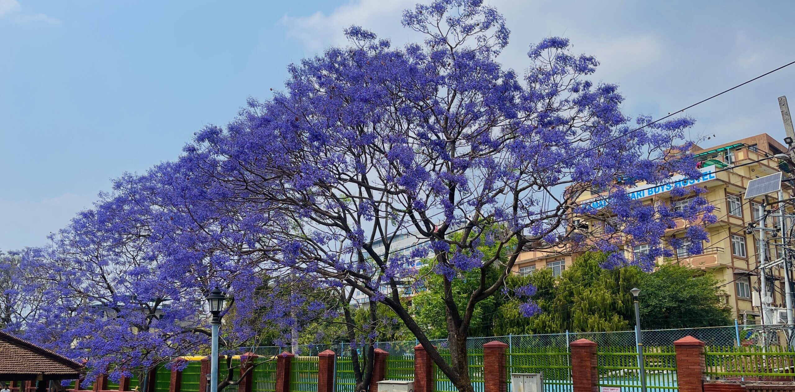 jacaranda3 scaled e1777295700547
