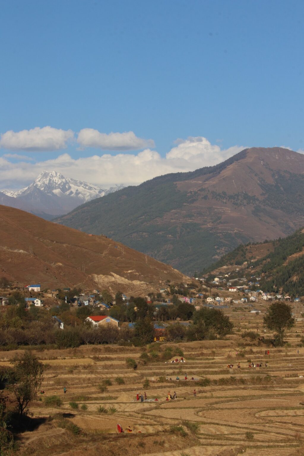 Kalo Marsi harvest in Jumla
