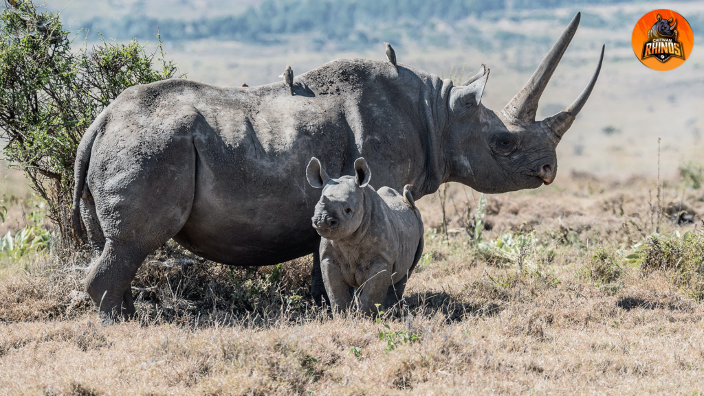 Chitwan Rhinos support conservation of nepal’s rare One-Horned rhinoceros
